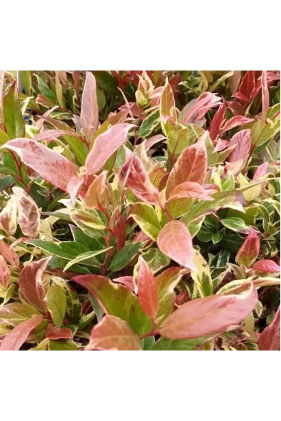 Леукотое Вальтера Файерстар легкий в уходе за кустами.